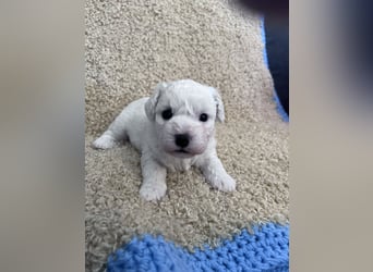 Bichon Frise Welpen suchen ein liebes Zuhause