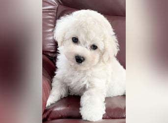 Bichon Frise Welpen suchen ein liebes Zuhause