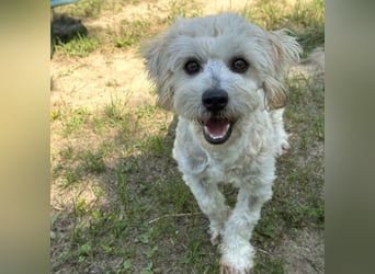 Tosca - kleine Bichon-Hündin gibt nicht auf!
