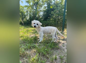 Tosca - kleine Bichon-Hündin gibt nicht auf!