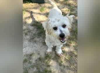Tosca - kleine Bichon-Hündin gibt nicht auf!
