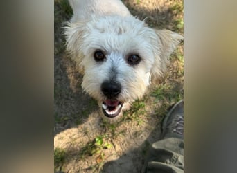 Tosca - kleine Bichon-Hündin gibt nicht auf!