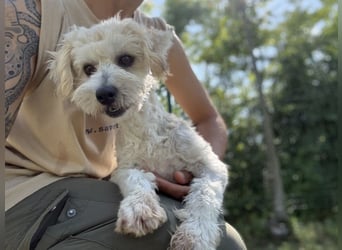 Tosca - kleine Bichon-Hündin gibt nicht auf!