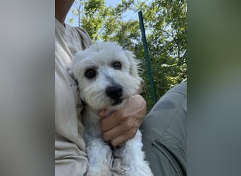 Tosca - kleine Bichon-Hündin gibt nicht auf!