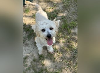 Tosca - kleine Bichon-Hündin gibt nicht auf!