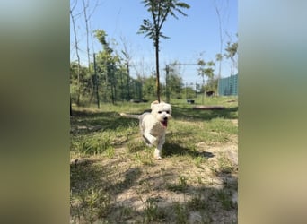 Tosca - kleine Bichon-Hündin gibt nicht auf!