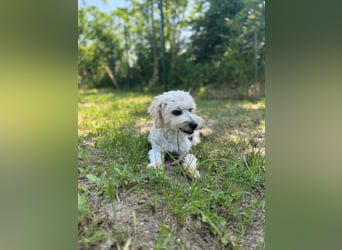 Tosca - kleine Bichon-Hündin gibt nicht auf!