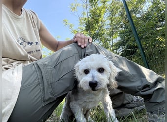 Tosca - kleine Bichon-Hündin gibt nicht auf!