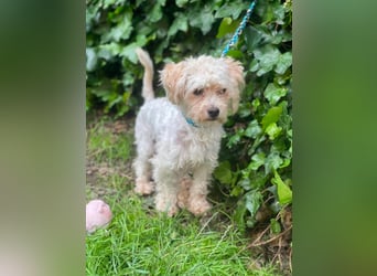 PUFI - kleine Seele sucht seine Menschen