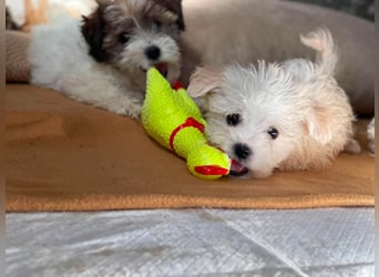 MILO - kleiner Herzensbrecher sucht liebevolles Zuhause