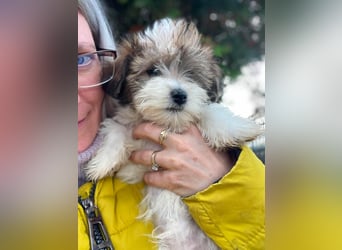 BELLA - zuckersüßes Hundekind