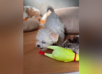 MILO - kleiner Herzensbrecher sucht liebevolles Zuhause