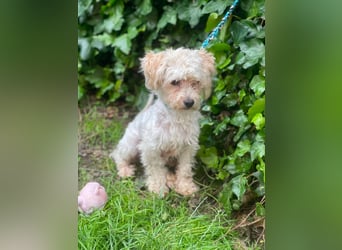 PUFI - kleine Seele sucht seine Menschen