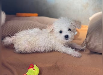 MILO - kleiner Herzensbrecher sucht liebevolles Zuhause