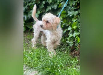 PUFI - kleine Seele sucht seine Menschen