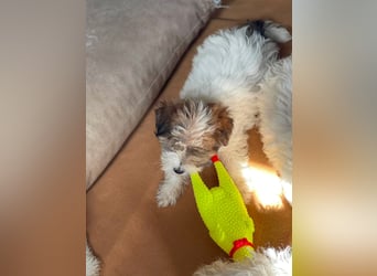 BELLA - zuckersüßes Hundekind