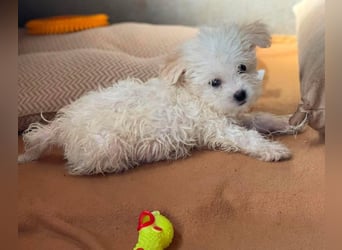 MILO - kleiner Herzensbrecher sucht liebevolles Zuhause
