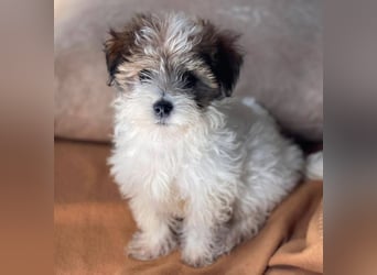 BELLA - zuckersüßes Hundekind