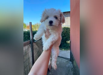 BONNIE - liebevolles Hundemädchen