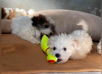 MILO - kleiner Herzensbrecher sucht liebevolles Zuhause