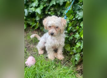PUFI - kleine Seele sucht seine Menschen