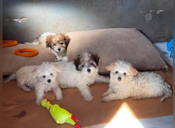 MILO - kleiner Herzensbrecher sucht liebevolles Zuhause