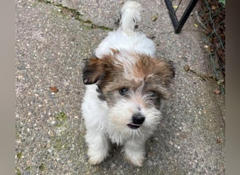 BELLA - zuckersüßes Hundekind
