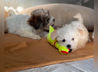 MILO - kleiner Herzensbrecher sucht liebevolles Zuhause