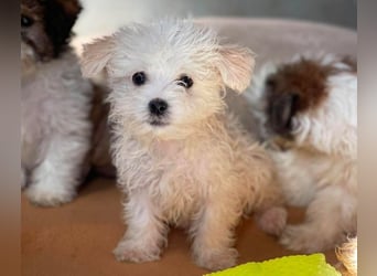 MILO - kleiner Herzensbrecher sucht liebevolles Zuhause