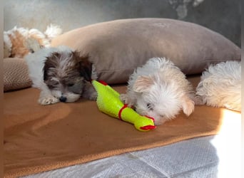 MILO - kleiner Herzensbrecher sucht liebevolles Zuhause
