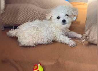 MILO - kleiner Herzensbrecher sucht liebevolles Zuhause
