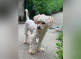 PUFI - kleine Seele sucht seine Menschen