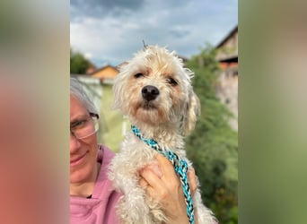 PUFI - kleine Seele sucht seine Menschen