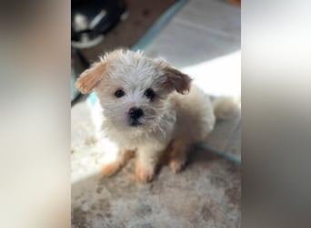 MILO - kleiner Herzensbrecher sucht liebevolles Zuhause