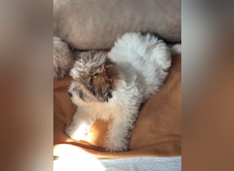 BELLA - zuckersüßes Hundekind