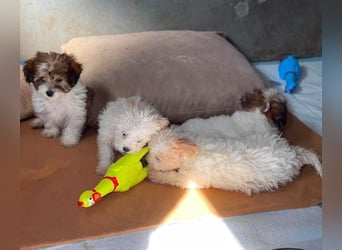 MILO - kleiner Herzensbrecher sucht liebevolles Zuhause