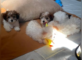 BELLA - zuckersüßes Hundekind
