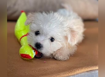 MILO - kleiner Herzensbrecher sucht liebevolles Zuhause