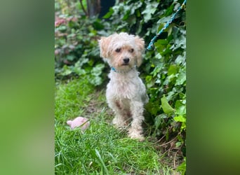 PUFI - kleine Seele sucht seine Menschen