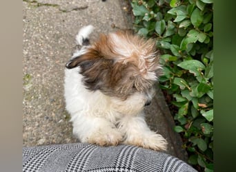 BELLA - zuckersüßes Hundekind