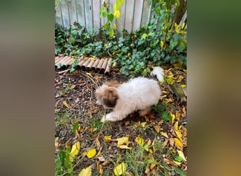 BELLA - zuckersüßes Hundekind