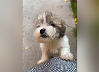 BELLA - zuckersüßes Hundekind