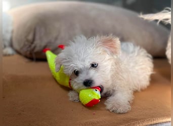MILO - kleiner Herzensbrecher sucht liebevolles Zuhause