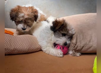 BELLA - zuckersüßes Hundekind