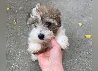 BELLA - zuckersüßes Hundekind