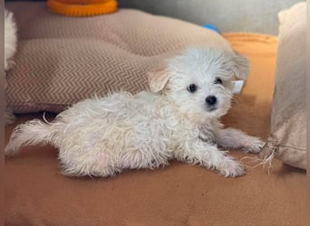 MILO - kleiner Herzensbrecher sucht liebevolles Zuhause