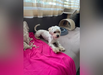 PUFI - kleine Seele sucht seine Menschen