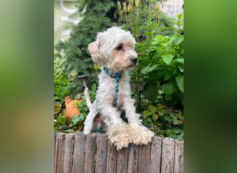 PUFI - kleine Seele sucht seine Menschen