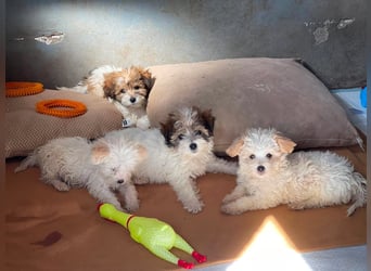 BELLA - zuckersüßes Hundekind
