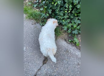 BONNIE - liebevolles Hundemädchen